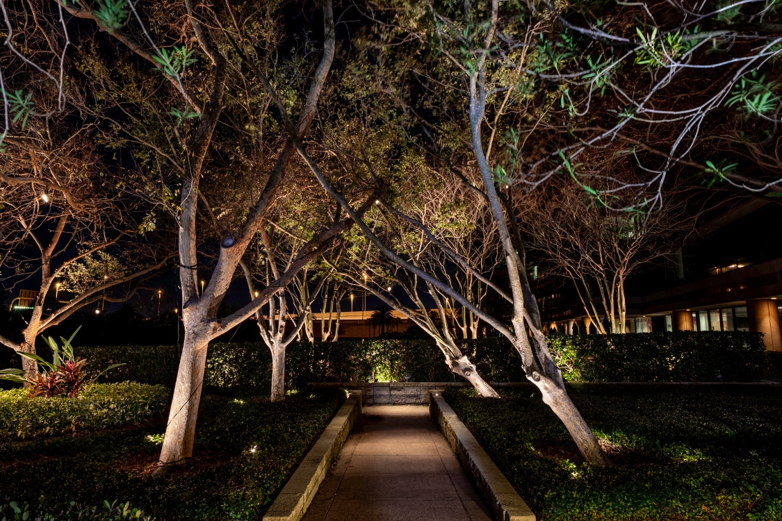 Tree Lighting Installation In Tampa